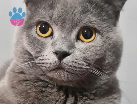 British Shorthair Eş Arıyorum