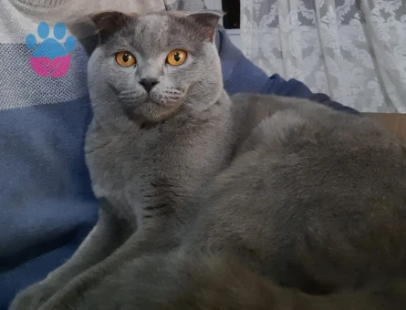 British Shorthair Eş Arıyorum
