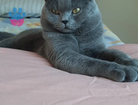 British Kedime Dişi Eş Arıyorum