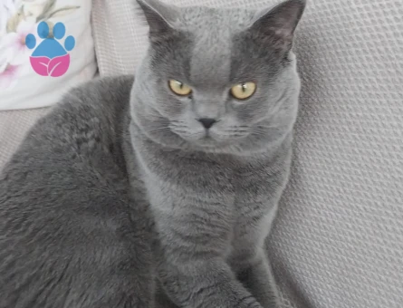 British Kedime Dişi Eş Arıyorum