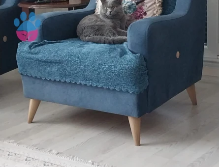 British Kedime Dişi Eş Arıyorum