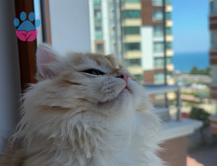 British Longhair Eş Arıyoruz