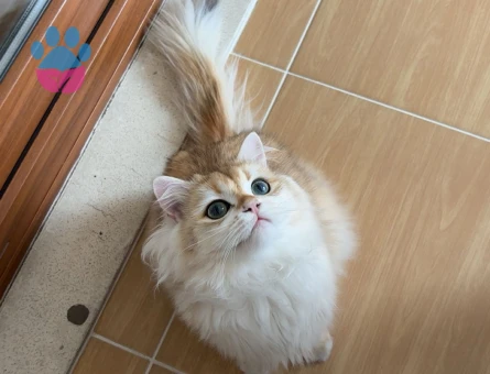 British Longhair Eş Arıyoruz