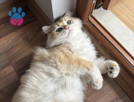 British Longhair Eş Arıyoruz