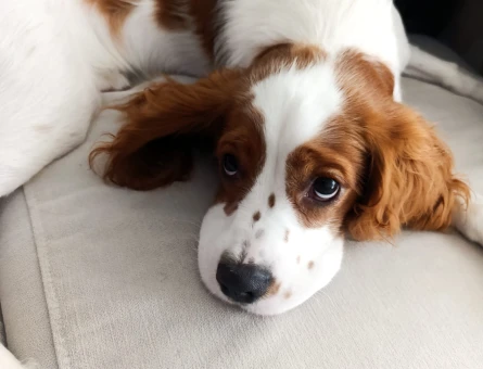 Cavalier king charles spaniel - 118979542