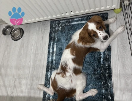 Cavalier king charles spaniel