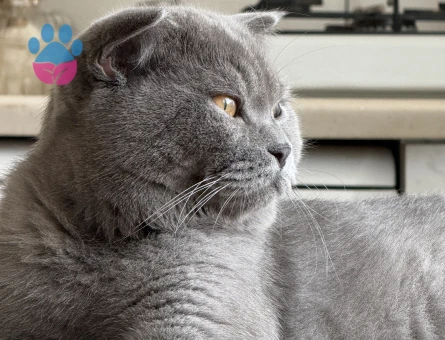 11 AYLIK SCOTTISH FOLD ERKEK KEDİM İÇİN EŞ ARIYORUM