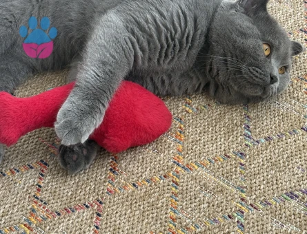 11 AYLIK SCOTTISH FOLD ERKEK KEDİM İÇİN EŞ ARIYORUM