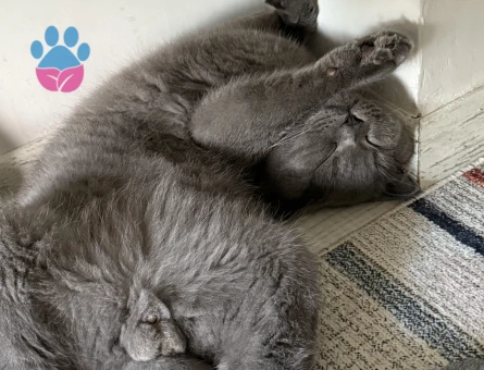 11 AYLIK SCOTTISH FOLD ERKEK KEDİM İÇİN EŞ ARIYORUM