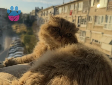 Scottish Fold Kızımıza eş arıyoruz - 118985004