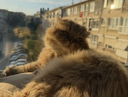 Scottish Fold Kızımıza eş arıyoruz - 118985004