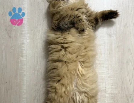 Scottish Fold Kızımıza eş arıyoruz - Görsel 3
