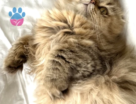 Scottish Fold Kızımıza eş arıyoruz - Görsel 4