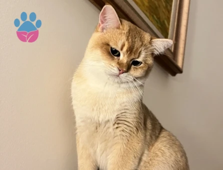 British Golden Shorthair Kedim Eş Arıyor - 118985005