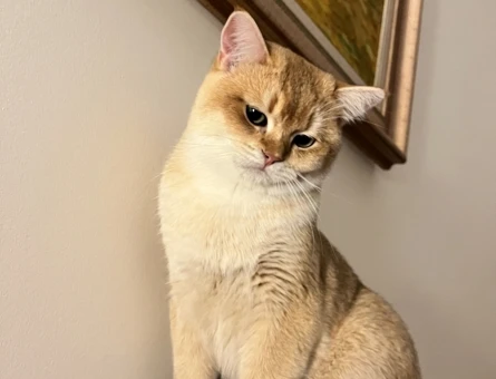 British Golden Shorthair Kedim Eş Arıyor - 118985005