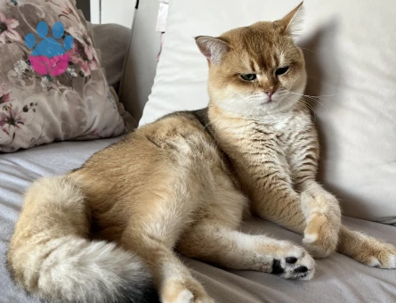 British Golden Shorthair Kedim Eş Arıyor - Görsel 5