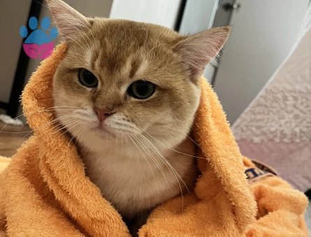 British Golden Shorthair Kedim Eş Arıyor - Görsel 4