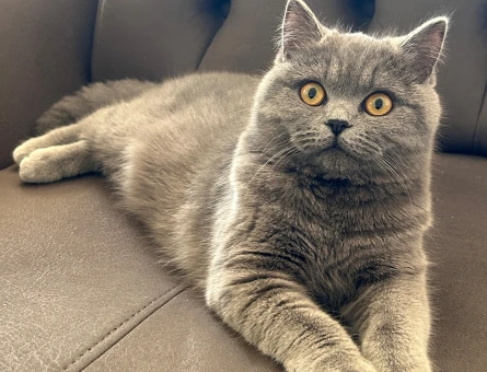 British Shorthair Şila hanıma Damat Adayı Arıyorum - 118971956