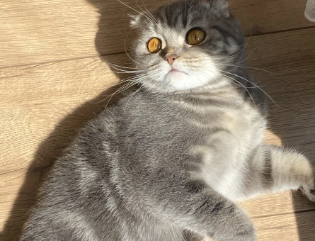 Scottish Fold Kızıma Eş Arıyorum 2 Yaşında - 118971973