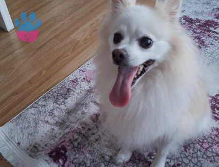 Poomeranian Boo 4 Yaşında Oğluma Eş Arıyorum