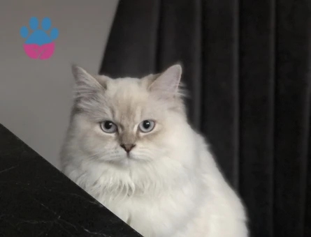 Dişi kedime damat arıyoruz