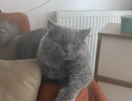 British longhair - 118979959