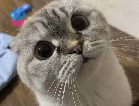 Scottish fold kedime erkek british es ariyorum