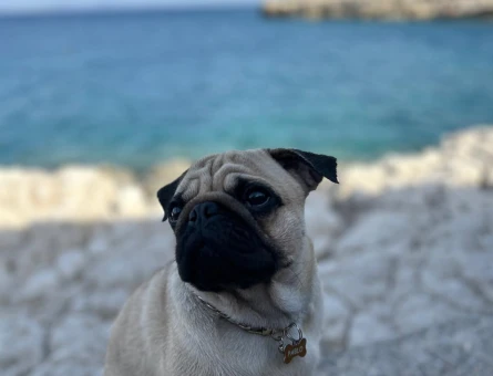 2 yaşında Pug köpeğimize eş arıyoruz - 118979963