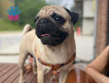 2 yaşında Pug köpeğimize eş arıyoruz