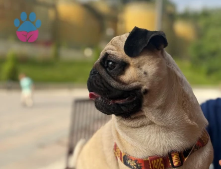 2 yaşında Pug köpeğimize eş arıyoruz