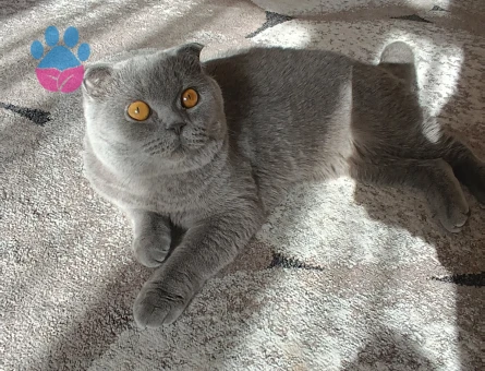 Scottish Straight Kedime Eş arıyorum