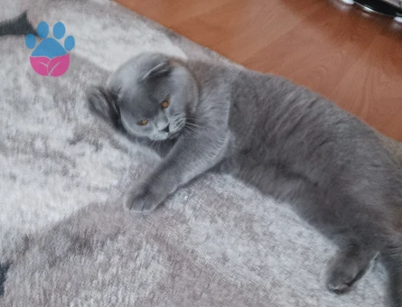 Scottish Straight Kedime Eş arıyorum