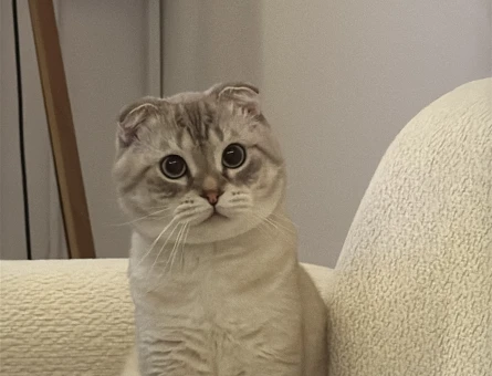 Scottish Fold - 118979967