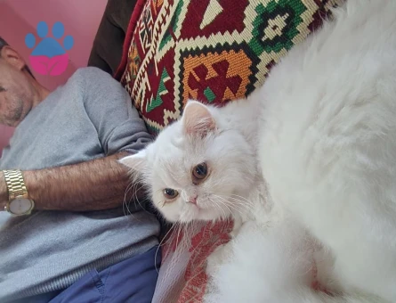İran Kedisi Kızımıza eş arıyoruz - Görsel 2
