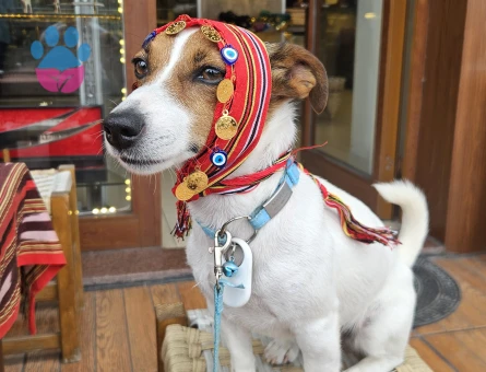 Tam Maskeli safkan erkek jack russell arıyorum - Görsel 3
