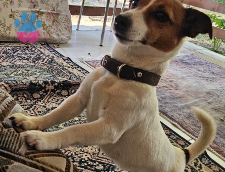 Tam Maskeli safkan erkek jack russell arıyorum - Görsel 2
