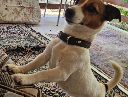 Tam Maskeli safkan erkek jack russell arıyorum - 118985226