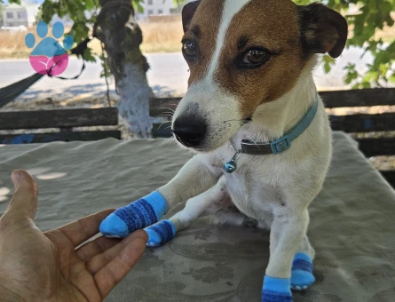 Tam Maskeli safkan erkek jack russell arıyorum - Görsel 4
