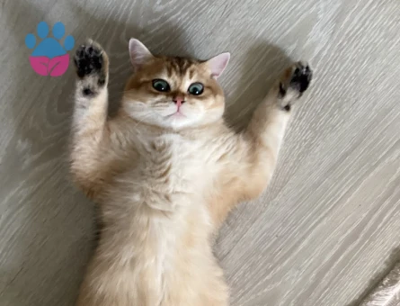 British shorthair erkek kedime eş arıyorum - Görsel 2