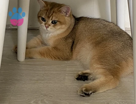 British shorthair erkek kedime eş arıyorum - Görsel 3