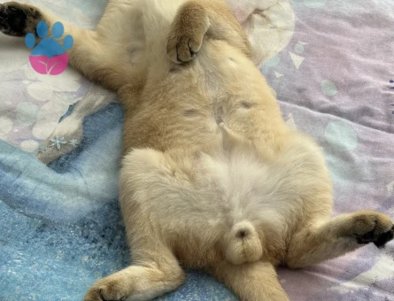 British shorthair erkek kedime eş arıyorum - Görsel 4