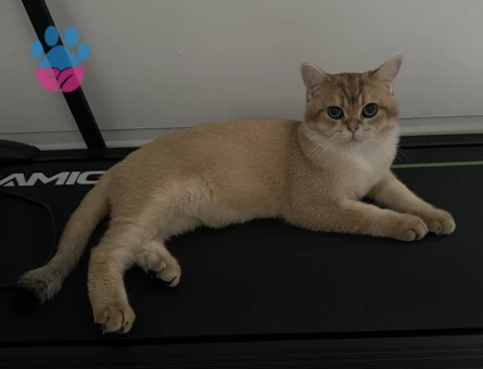 British shorthair erkek kedime eş arıyorum - Görsel 5
