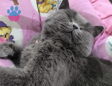 British Shorthair 15 Yaşında Eş Arıyor - Görsel 2