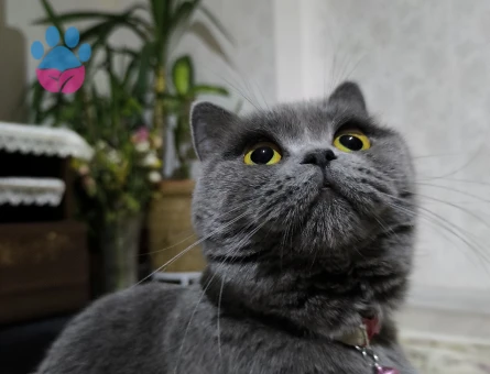 British Shorthair 15 Yaşında Eş Arıyor - Görsel 3