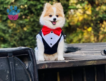 Pomerian spitz erkek - Görsel 2