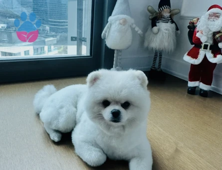 Pomeranian Boo 2 Yaşında Erkek Kızgınlıkta - 118985232