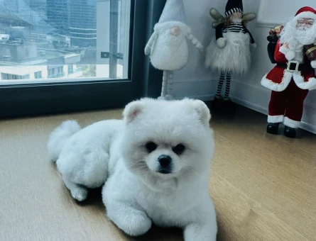 Pomeranian Boo 2 Yaşında Erkek Kızgınlıkta - 118985232