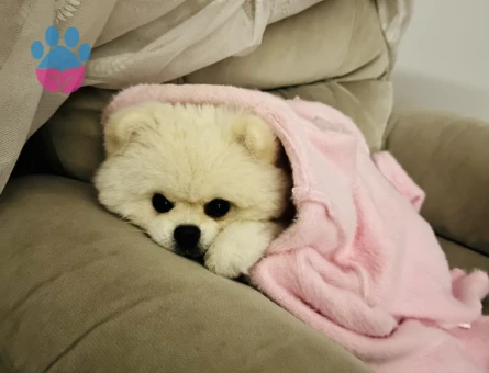 Pomeranian Boo 2 Yaşında Erkek Kızgınlıkta - Görsel 3