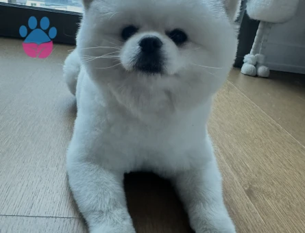 Pomeranian Boo 2 Yaşında Erkek Kızgınlıkta - Görsel 4