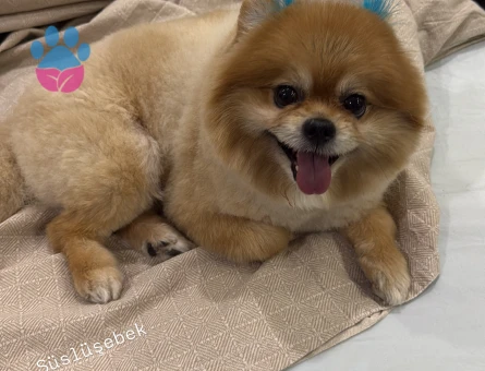 Pomeranian Boo Köpeğime Eş Arıyorum - 118985233